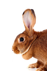 portrait d'un gros lapin