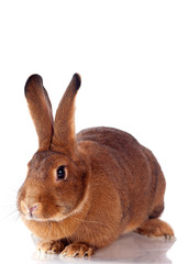 gros lapin marron sur fond blanc