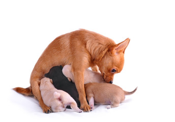 chihuahua with puppies