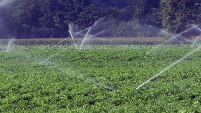Bew&auml;sserung eines Gem&uuml;sefeldes wegen starker Trockenheit