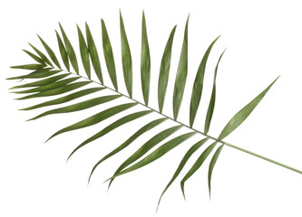 Beautiful palm leaf isolated on white