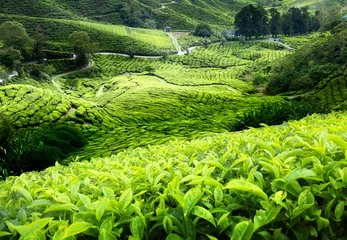Foto op Canvas Tea plantation Cameron highlands, Malaysia © Iakov Kalinin