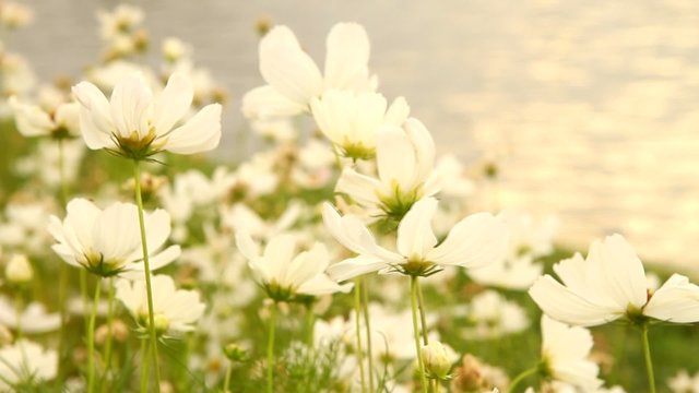White cosmos flowers swaying in the evening