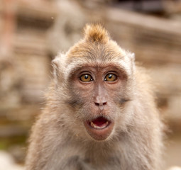 Monkey