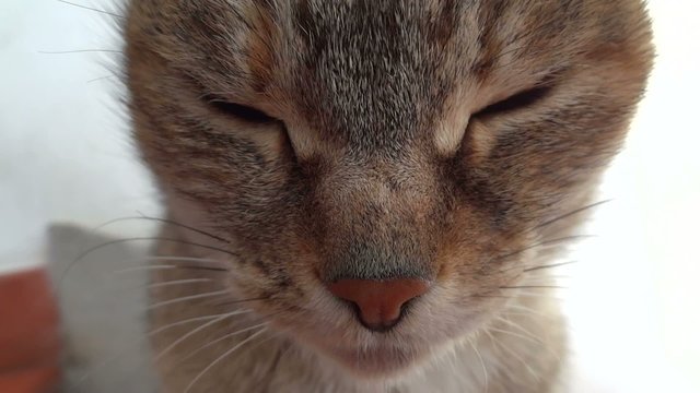occhi di gatto
