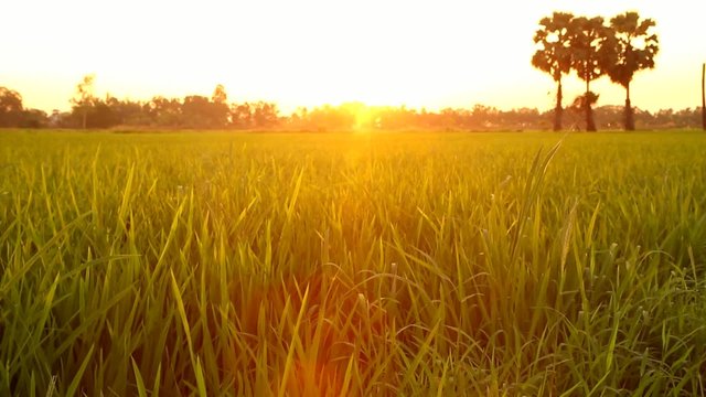 Wind blowing in the paddy rice field, at sunset Thailand.