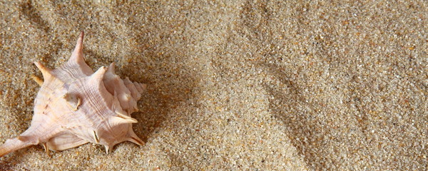 Fototapeta na wymiar muschel im sand