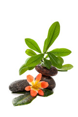 Obraz na płótnie Canvas Zen stones with a tropical flower and green plants