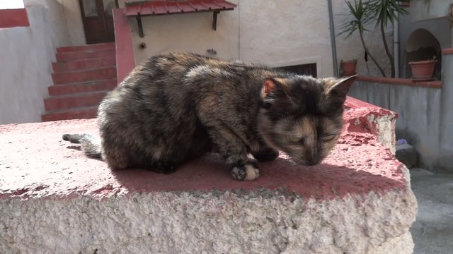 gatto ammalato