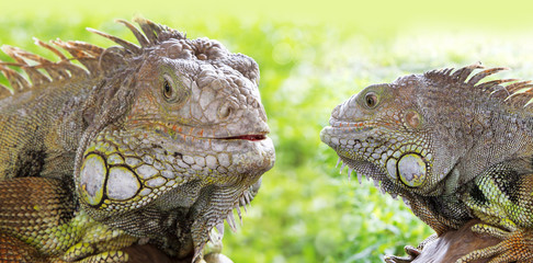 Fototapeta premium Two Iguana