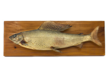 Capital Greyling, dried, on wood,