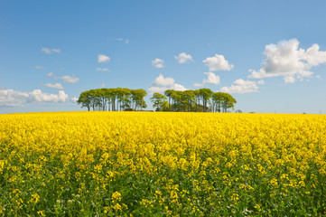 Obraz premium Canola Field