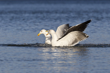 Silbermöwe (Larus Argentatus)