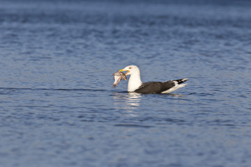 Silbermöwe (Larus Argentatus)