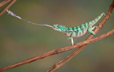 Foto op Plexiglas Kameleon Kameleon schiet tong uit