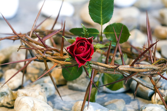 crown of thorns