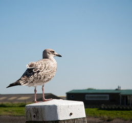 Mouette