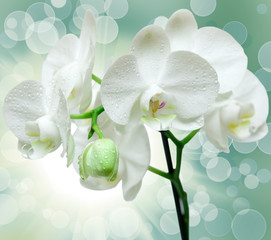 Closeup of orchid flower