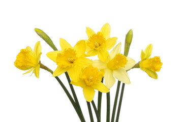 Spray of daffodils