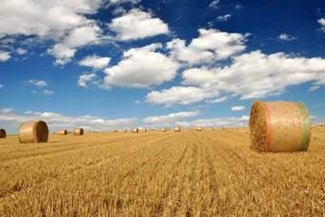 Straw bales on farmland