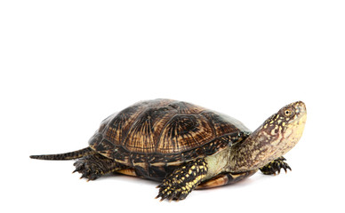 Fototapeta premium turtle isolated