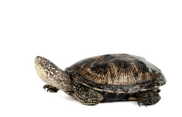 turtle isolated