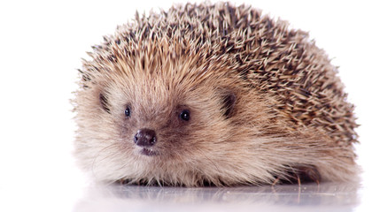 joli hérisson sur fond blanc