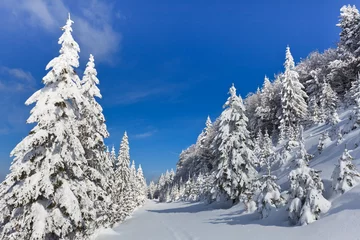 Crédence de cuisine en verre imprimé Hiver forest with pines in winter