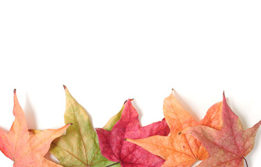 Fall Leaves on White Background