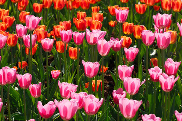 Blooming tulips
