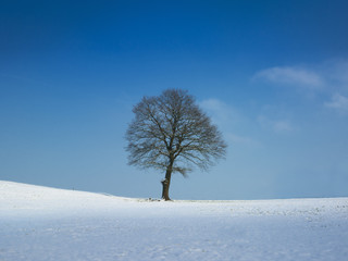 Fototapeta na wymiar Tree on sunny winter day