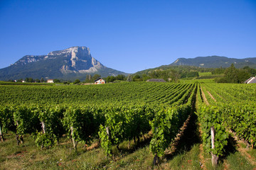 Vignes de Savoie