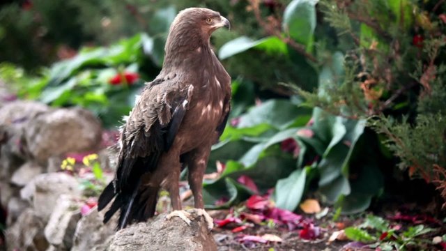 Predatory bird hawk sits on stone in zoological garden