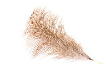 Feather of an ostrich