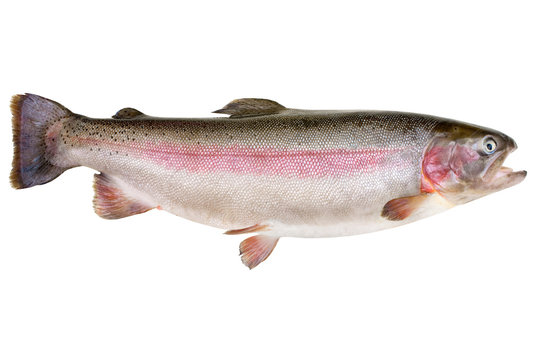 Fototapeta Rainbow trout - Oncorhynchus mykiss