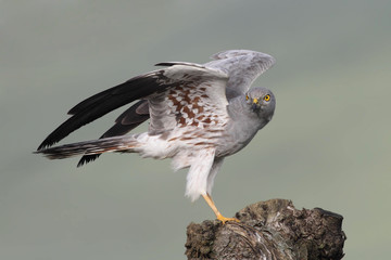 Aguilucho cenizo