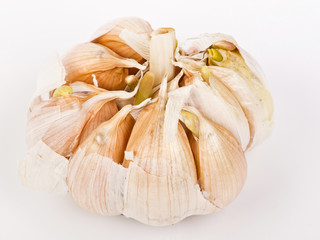 garlic