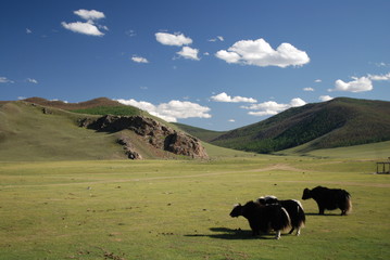 Yacks, Mongolie