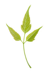 Isolated young green leaf of ash