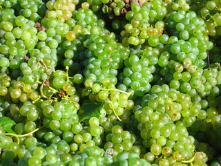 grüne weintrauben