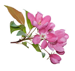 Obraz premium Pink spring blossom isolated on white