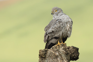 Aguilucho cenizo