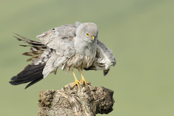 Aguilucho cenizo