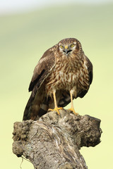 Aguilucho cenizo