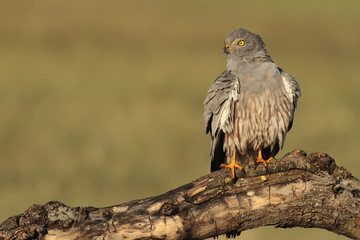 Aguilucho cenizo