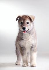 Alaskan malamute puppy in studio