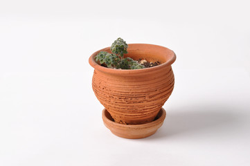 aeonium in flowerpot