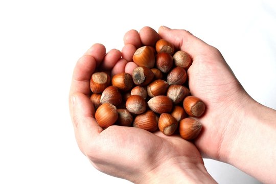 handfull of hazelnuts
