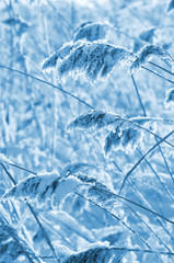 Frozen reed in the wind