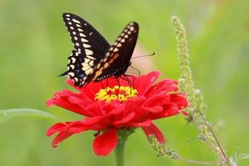 Monarch butterfly on a red zinnia flower